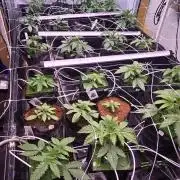 Candy & Gas