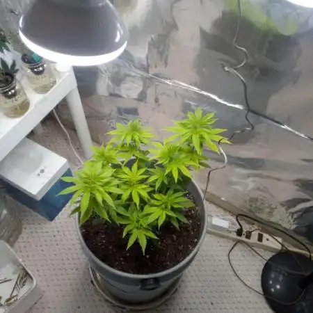 1st Grow