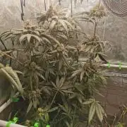 The White Sweet Candy OG / SSSC