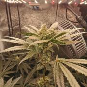 The White Sweet Candy OG / SSSC