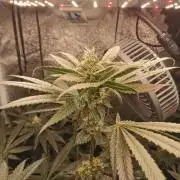 The White Sweet Candy OG / SSSC