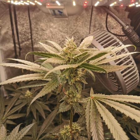 The White Sweet Candy OG / SSSC