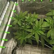 Lemon Z Dutch Passion Coco Grow