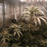 The White Sweet Candy OG / SSSC