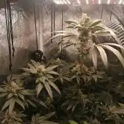 The White Sweet Candy OG / SSSC