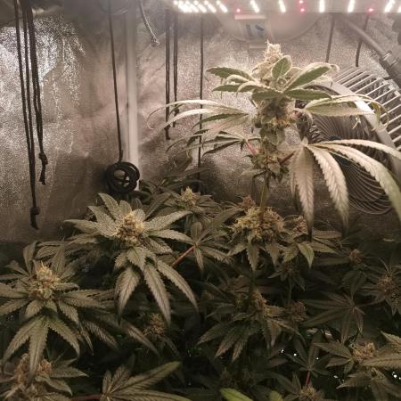 The White Sweet Candy OG / SSSC