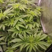 Tiger Style Dope Seeds Coco Grow