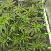 Zkittlez/The Original Z (TerpHogz Cut)