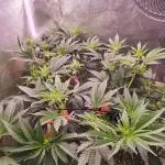 Apples & Bananas / Lemon Zkittle Coco