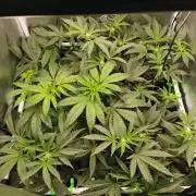 Zkittlez/The Original Z (TerpHogz Cut)