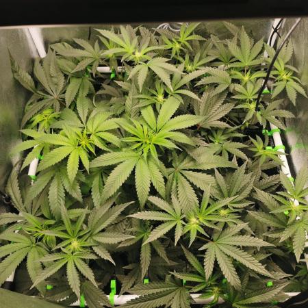 Zkittlez/The Original Z (TerpHogz Cut)