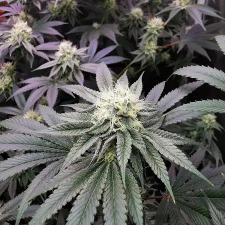 Apples & Bananas / Lemon Zkittle Coco