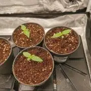 Tiger Style Dope Seeds Coco Grow