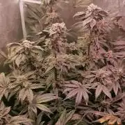 Bakerman (Jealousy x La Bomba) / Coco