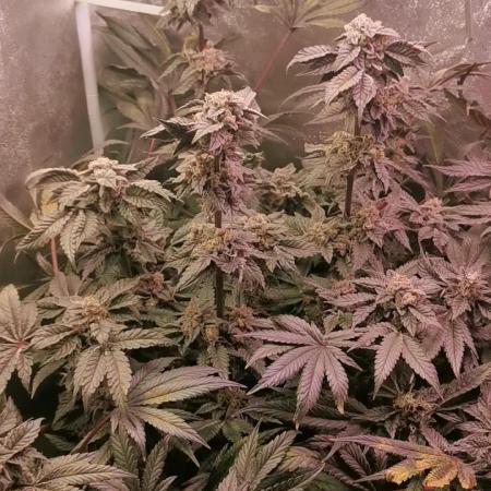 Bakerman (Jealousy x La Bomba) / Coco