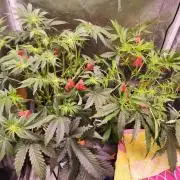 Bakerman (Jealousy x La Bomba) / Coco