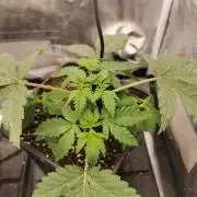 Tiger Style Dope Seeds Coco Grow