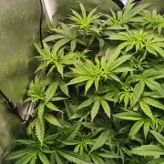 Lemon Z Dutch Passion Coco Grow