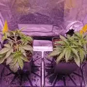 Bakerman (Jealousy x La Bomba) / Coco