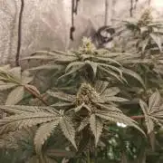 Zkittlez/The Original Z (TerpHogz Cut)