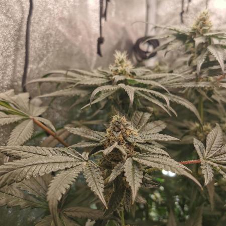 Zkittlez/The Original Z (TerpHogz Cut)