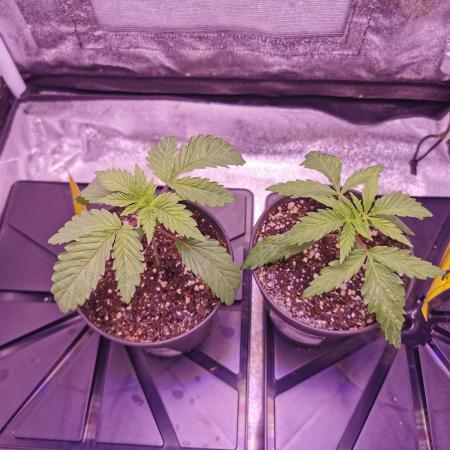 Bakerman (Jealousy x La Bomba) / Coco