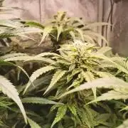 Tiger Style Dope Seeds Coco Grow
