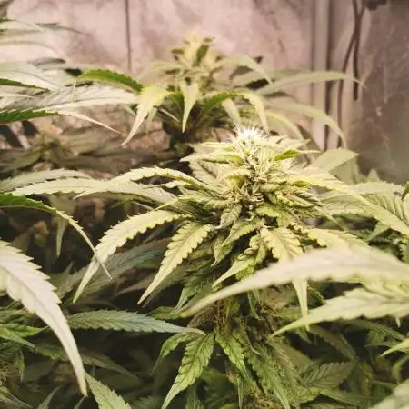 Tiger Style Dope Seeds Coco Grow