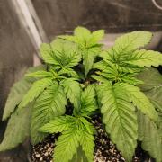 The White Sweet Candy OG / SSSC
