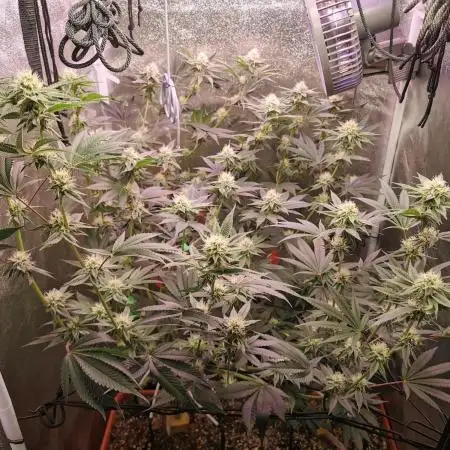 Apples & Bananas / Lemon Zkittle Coco