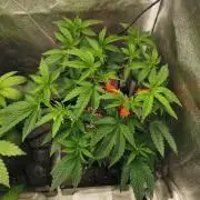 Zkittlez/The Original Z (TerpHogz Cut)