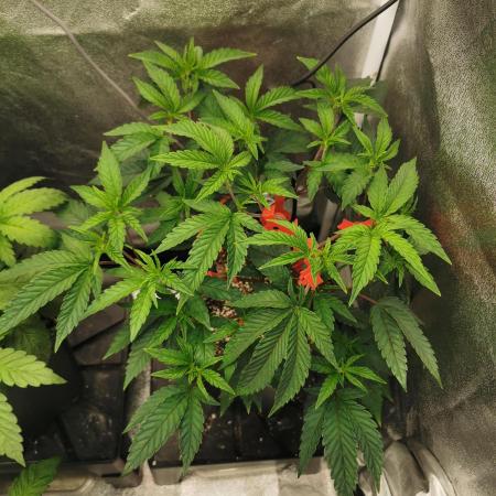 Zkittlez/The Original Z (TerpHogz Cut)