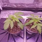 Bakerman (Jealousy x La Bomba) / Coco