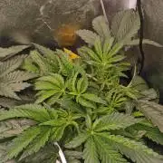 Bakerman (Jealousy x La Bomba) / Coco