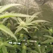 Zkittlez/The Original Z (TerpHogz Cut)
