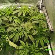 Tiger Style Dope Seeds Coco Grow