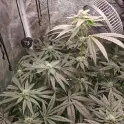 The White Sweet Candy OG / SSSC