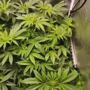 Tiger Style Dope Seeds Coco Grow