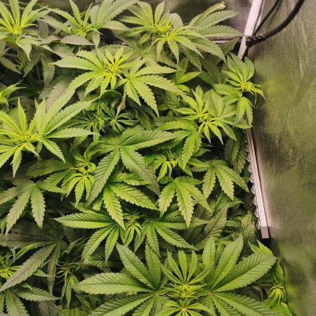 Tiger Style Dope Seeds Coco Grow