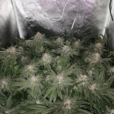 Apple Fritter Coco Grow