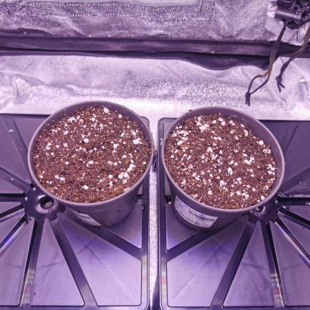 Bakerman (Jealousy x La Bomba) / Coco