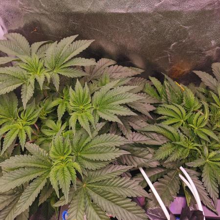 Bakerman (Jealousy x La Bomba) / Coco