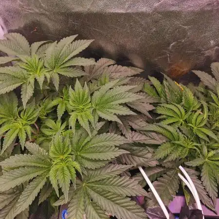 Bakerman (Jealousy x La Bomba) / Coco