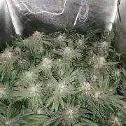 Apple Fritter Coco Grow