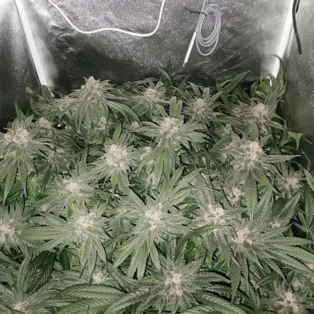 Apple Fritter Coco Grow