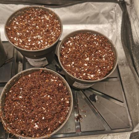 Tiger Style Dope Seeds Coco Grow