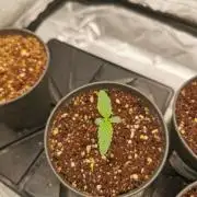 Lemon Z Dutch Passion Coco Grow