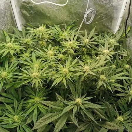 Apple Fritter Coco Grow