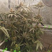 The White Sweet Candy OG / SSSC