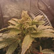 The White Sweet Candy OG / SSSC